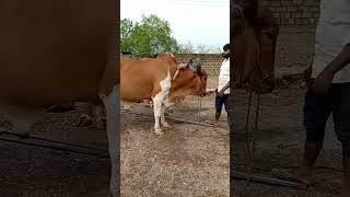 Dharti no Dani........🐂👳🌧️#khedut #farmer #khedu #farming #sorts #song #farm #ox #punjabisong #music