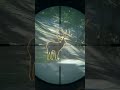 1st 💎 w/New 243 Cuomo Sidearm - Mule Deer Diamond  - theHunter Call of the Wild #shorts