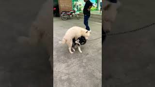 Husky mating | husky cross #dog #pet #doglover #huskyworldwide #husky #cute #dogowner #petowner