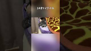 【14才トイプードル】耳を澄まして聞いてみてください♪  #shorts