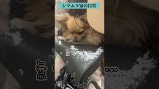 はじめての雪にタレを欲す(たぶん)イッヌ🐶 #shorts #犬のいる暮らし #雪