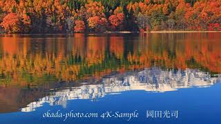 水鏡になる青木湖と紅葉の樹林と白馬連峰　長野県大町市　FUKEI 76146