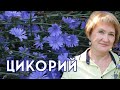 ЦИКОРИЙ – благоприятная микрофлора кишечника