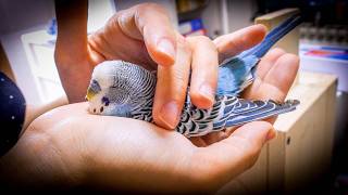 How to Help Yourself after Budgie loss