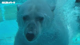 ［名物］水中へダイビング！シロクマの餌やり☆のんほいパーク［polar bear］