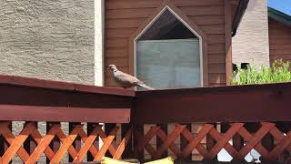 Befriending our Ringed Turtle -Dove Birds