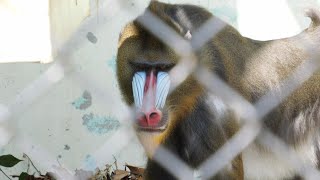 お猿アパートのしんごとアサマル　安佐動物公園　202411