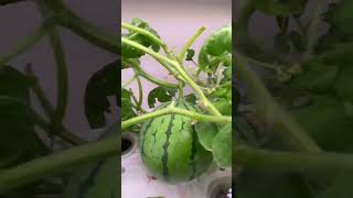 Ahopegarden-Do you believe you can grow watermelon indoors? #ahopegarden #watermelon  #hydroponics