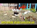 Burung belibis dan blekok pada liar terbang bebas di sekitar rumah. @bayhaqipetualang6664