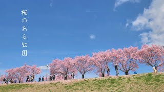 【桜のある公園】狭山池公園の桜並木