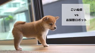 柴犬の子犬 VS お掃除ロボット！　激かわ動画！