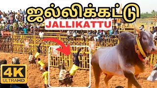 எத்தன காளைகள் || Suriyur Jallikattu || Ep1 || Trichy || #jallikattu #trending