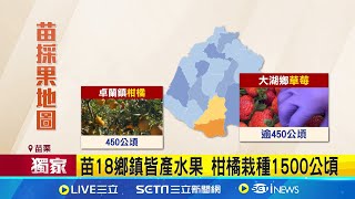 不輸草莓! 苗產橘1500公頃 沾醬油獵奇吃 卓蘭.大湖盛產柑橘! 新加坡童沒看過橘樹 苗18鄉鎮皆產水果 柑橘栽種1500公頃│記者 吳俊賢 陳逸潔│新聞一把抓20241204│三立新聞台