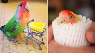 Funny Parrots Videos Compilation cute moments of the animals - Cutest Parrots #4