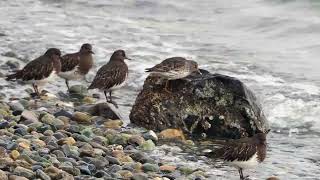 Rock Sandpiper foraging on a rock