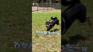 投げたものを見失っても堂々と帰ってくる豆柴チワワの子犬が可愛すぎる　#shorts #shibainu #柴チワ #mix犬 #豆柴 #チワワ #柴犬 #雪之丞 #dog