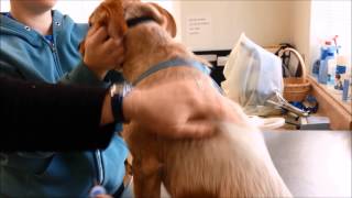 Protect your pet! Get a microchip!