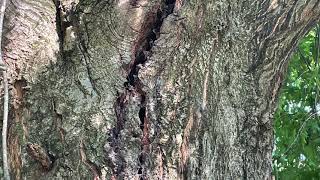 RTS Hazardous Tree   Oak Tree With Crack and Split   Identifying Hazardous Trees