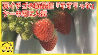 真っ赤に色づき粒ぞろい　夏イチゴ「すずりっか」収穫　関東圏のケーキなどに使用　北海道・浦河町