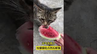 天气太热了，给猫咪吃点西瓜解暑 #pets #宠物生活 #寵物#cat