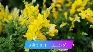 ３月３０日　（今日は何の日、脳トレ、今日の誕生花）