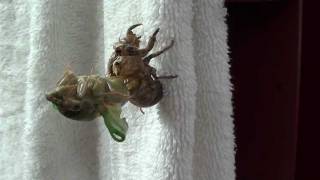 Amazing! Arkansas Cicada Emerging From It's Shell- Time Lapse