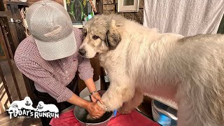 早く遊びたくてブラッシング中はソワソワしているベルです　Great Pyrenees　グレートピレニーズ