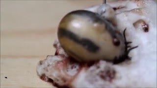 Tick explodes from injection with hydrogen peroxide (Lyme removal experiment) Zecke Explodiert