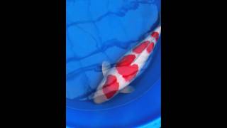 JK koi centre - Sakai Kohaku, coming 4 years old 73cm