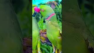 male Parrot is guture gu talking  #parrotsounds #viral #talkingparrot #greenparrot #viralvideo 🤯🥰😱🐦🤯