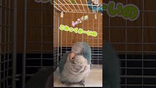 お弁当箱のうた🎤を練習するオキナインコ🎶🐥レオ