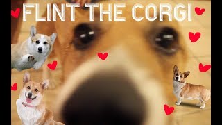 THIS CORGI SAVES LIVES