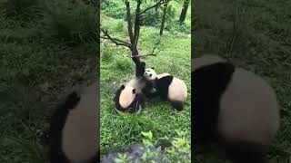 Panda Playground: Three Cubs Playing Happily Under the Tree, Innocent Smiles Abound #パンダ #panda #可愛い