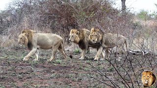 Where Are You Casper The White Lion? Your Brothers Are Looking For You!