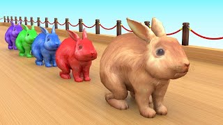 Conejo, Animales De Granja ,Animales Salvajes | La Vaca Lola TV