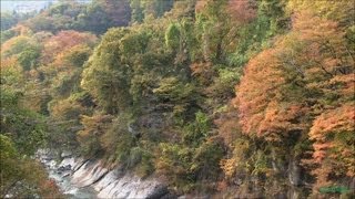 Valley \u0026 River (Autumn) 紅葉した吾妻渓谷 (吾妻峡と吾妻川) 八ッ場ダムの建設地