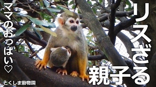 リスざる親子 授乳中♡【とくしま動物園リスざるゲージ】ママと大きさ変わらない赤ちゃん