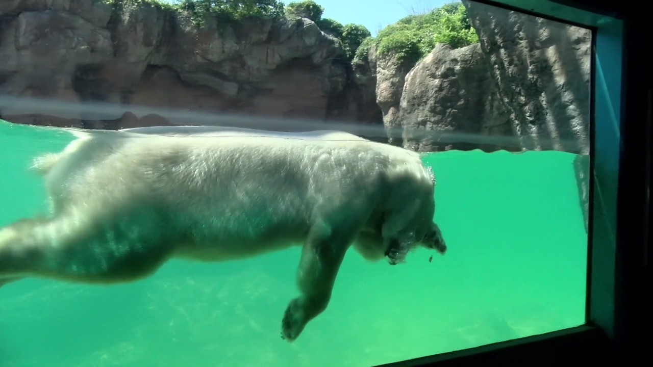 Polar Bears At The North Carolina Zoo - YouTube