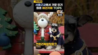 서울근교 인기 애견카페, 애견놀이터, 애견운동장 TOP5