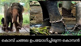 കൊമ്പ് ചങ്ങല ഉപയോഗിച്ചിരുന്ന കൊമ്പൻ | Kerala elephant || sarkara chandrasekharan elephant