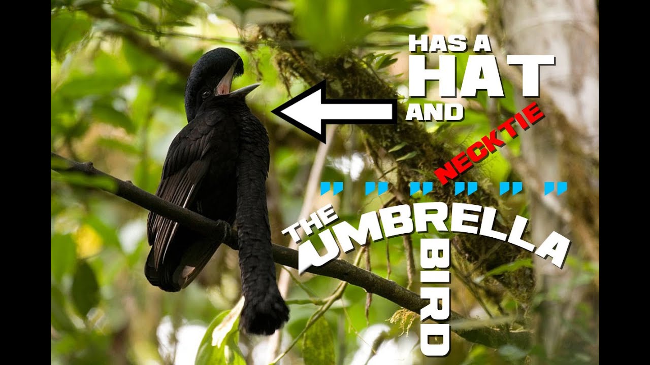 Umbrella Bird Facts The One With The Umbrella Hat And Necktie