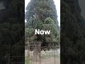 The oldest tree in Iran | It is 30 meters high!