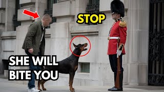 The Tourist Set His Dog On The Royal Guardsman. The Outcome Turned Out To Be Unexpected For Everyone