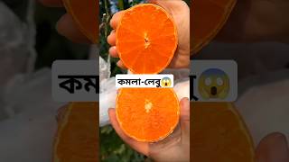 আমাদের গাছের কমলা লেবু 🤯 Very fresh cutting orange fruit l Satisfying orange fruit #shorts #trending