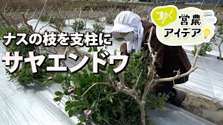 ［動く営農アイデア］栽培後のナスの枝、キヌサヤの支柱に変身（徳島県阿波市）