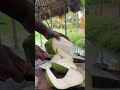 Mastering the Art of Peeling Big Green Coconuts #asmr #coconutcutting  #satisfying