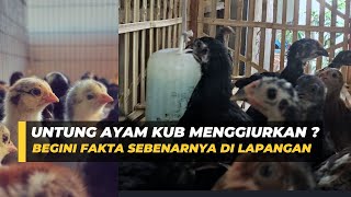 Analisa Usaha Ternak Ayam KUB, Biaya \u0026 Untung Bersih Per 100 Ekor