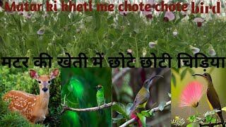 चना और मटर के खेत में हिरण के बच्चे 🫛🌿 #subscribe