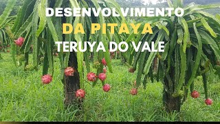 PITAYA TERUYA DO VALE AUTO FÉRTIL E PRODUTIVA