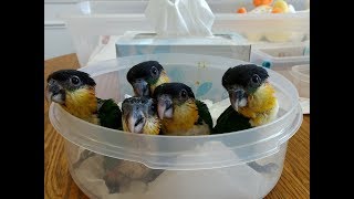 Feeding time with 8 week old baby Black Headed Caiques -- Rainbow Parrots Aviary